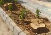 قطع درخت در بجنورد؛ دفاع شهردار و دغدغه مردم
