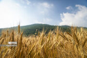 تولید ۵۵۰ هزار تن گندم در زنجان برآورد شد 