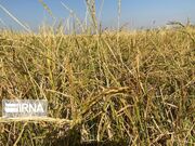 کشت شلتوک در بیش از پنج هزار هکتار اراضی کشاورزی خرمشهر
