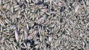 کم آبی‌ نفس هزاران ماهی در حوضچه‌های اطراف تالاب هورالعظیم را گرفت+ فیلم