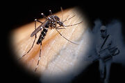 پشه‌های عامل بیماری‌های تب دنگ، مالاریا و سالک، زیر ذره‌بین متخصصان علوم‌پزشکی سمنان