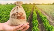 ضریب‌بخشی شرکت‌های دانش بنیان به افزایش تولیدات کشاورزی مازندران