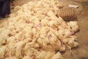 قطع برق هزار و ۵۰۰ قطعه مرغ در کوهسرخ خراسان رضوی را تلف کرد