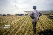 آتش‌سوزی عمدی اراضی شالیزاری ۲ کشاورز آملی را روانه زندان کرد
