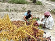 برداشت خرما در منطقه سرباز بلوچستان آغاز شد