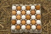 دلیل افزایش قیمت ناگهانی تخم‌مرغ چه بود؟