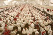 روزانه هزار تن مرغ از مرغداران داخلی خریداری می‌شود