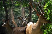 ١۶ گونه حیات وحش خراسان شمالی در لیست سرخ اتحادیه جهانی حفاظت از طبیعت