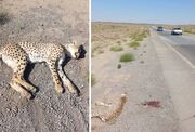 تلف شدن یک یوزپلنگ دیگر در تصادف جاده ای در میامی + عکس
