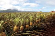 ارائه روش اقتصادی برای کشت آناناس