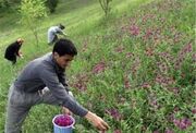 دانش بومی کردستان فرهنگ گیاهان دارویی ایران را به دنیا صادر می کند