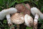 افزایش ‌مسمومیت ناشی از مصرف قارچ‌های سمی در لرستان طی هفته گذشته