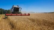 ۳۰ هزار تن گندم مازاد از مزارع آبدانان برداشت می‌شود