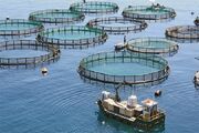 ارزش ۲ هزار و ۲۱۰ میلیاردی پرورش ماهی در قفس قشم