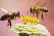 زنبورها نبض حیات زمین/پیش‌بینی جهش تولید عسل در یزد