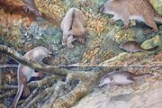 کشف فسیل ۱۰۰ میلیون ساله یک پستاندار تخم‌گذار در استرالیا