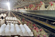نیاز خراسان شمالی به واحدهای تخم گذار برای تولید تخم مرغ