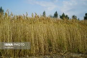خرید تضمینی گندم در آذربایجان شرقی آغاز شد