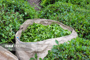 عایدات واردات چای به رونق تولید و توسعه صنعت چای کمک کند