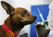 واکسن زدن حیوانات خانگی مصونیتی در مقابل بیماری هاری ایجاد نمی‌کند