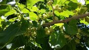 پیش‌بینی برداشت ۴۷ تن توت درختی در تویسرکان