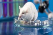 نانودارویی برای کمک به موش‌های مبتلا به اسکیزوفرنی