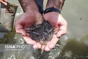 رهاسازی ۴۵۰ هزار بچه ماهی بومی در دریاچه سد حمیدیه