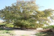 درخت چنار قلعه چه ایرج در خراسان‌شمالی به ثبت ملی رسید