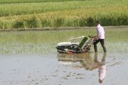 کمبود منابع آب، انجام کشت دوم برنج را در مازندران ممنوع کرد