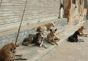 پرسه سگ‌ها در شهر و تهدیدی برای سلامت شهروندان