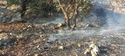 مهار آتش‌سوزی در ۵۰ هکتار از اراضی بروجرد