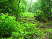 تهیه طرح جنگلداری چندمنظوره با رویکرد حفاظتی، توسعه توریسم و ارزیابی اثرات بر خاک و پوشش گیاهی