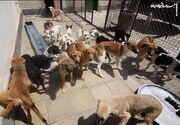 روزانه حدود ۶۰ قلاده سگ در مناطق مختلف شهر زنده‌گیری می‌شود