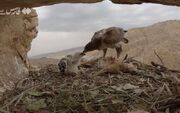 غذا دادن عقاب به جوجه‌ها در ارتفاعات زاگرس