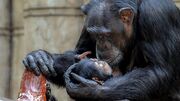شامپانزه عزاداری که ۳ ماه نوزاد مرده‌اش را با خود حمل کرد