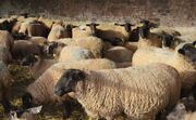 قیمت جدید گوسفند برای عید قربان 1403 اعلام شد