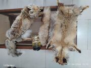 کشف اجزای دو قلاده روباه و یک حلقه کفچه ماردر شهرستان شیروان