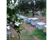 اعلام زمان مبارزه شيميایی برای جلوگیری از تلفات زنبور عسل