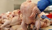 روزانه حدود ۷۵۰ تا ۸۰۰ تن گوشت مرغ در استان تولید می‌شود