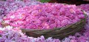 میمند میزبان جشنواره گل و گلاب