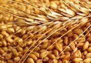 فارس تولیدکننده ۳۰ درصد هسته‌های اولیه بذر غلات کشور