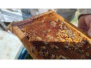 تولید 40 تن عسل در کلاردشت