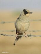 اولین ثبت تصویر پرنده "میوه خور"در استان خراسان شمالی