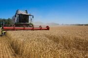 پیش‌بینی تولید ۱۵۰ هزار تن گندم در کبودراهنگ