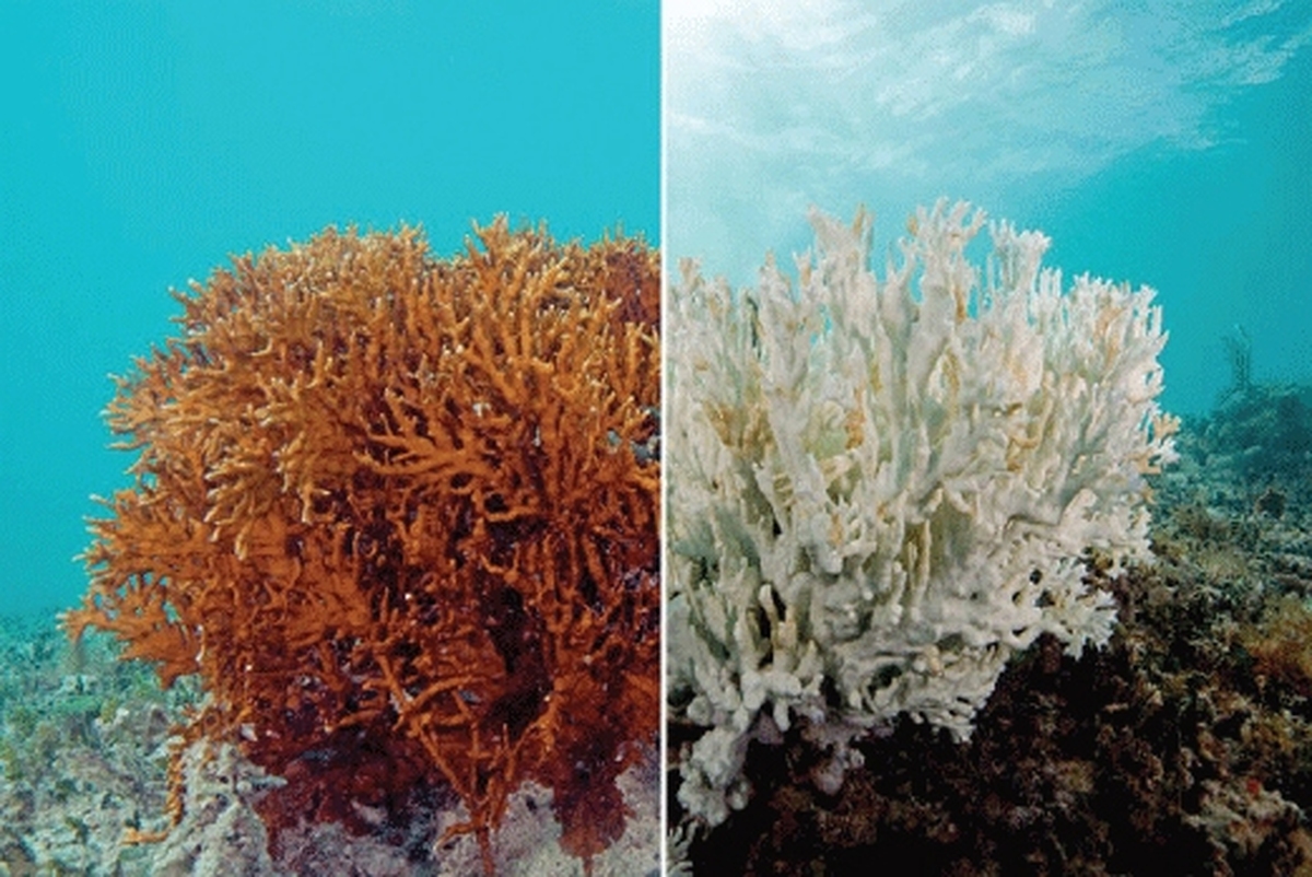 حال ناخوش مرجان‌های جهان