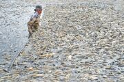 مرگ دسته جمعی ماهی‌ها بر اثر گرمای سوزان