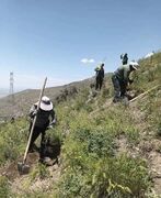 کاشت ‌۲۱ هزار اصله نهال در پروژه جنگل‌کاری بیجی