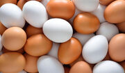 قیمت تخم مرغ در بازار روز اعلام شد