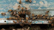 شکر تحویلی به زنبورداران گران شد