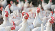 تولید مرغ از مصرف پیشی گرفت